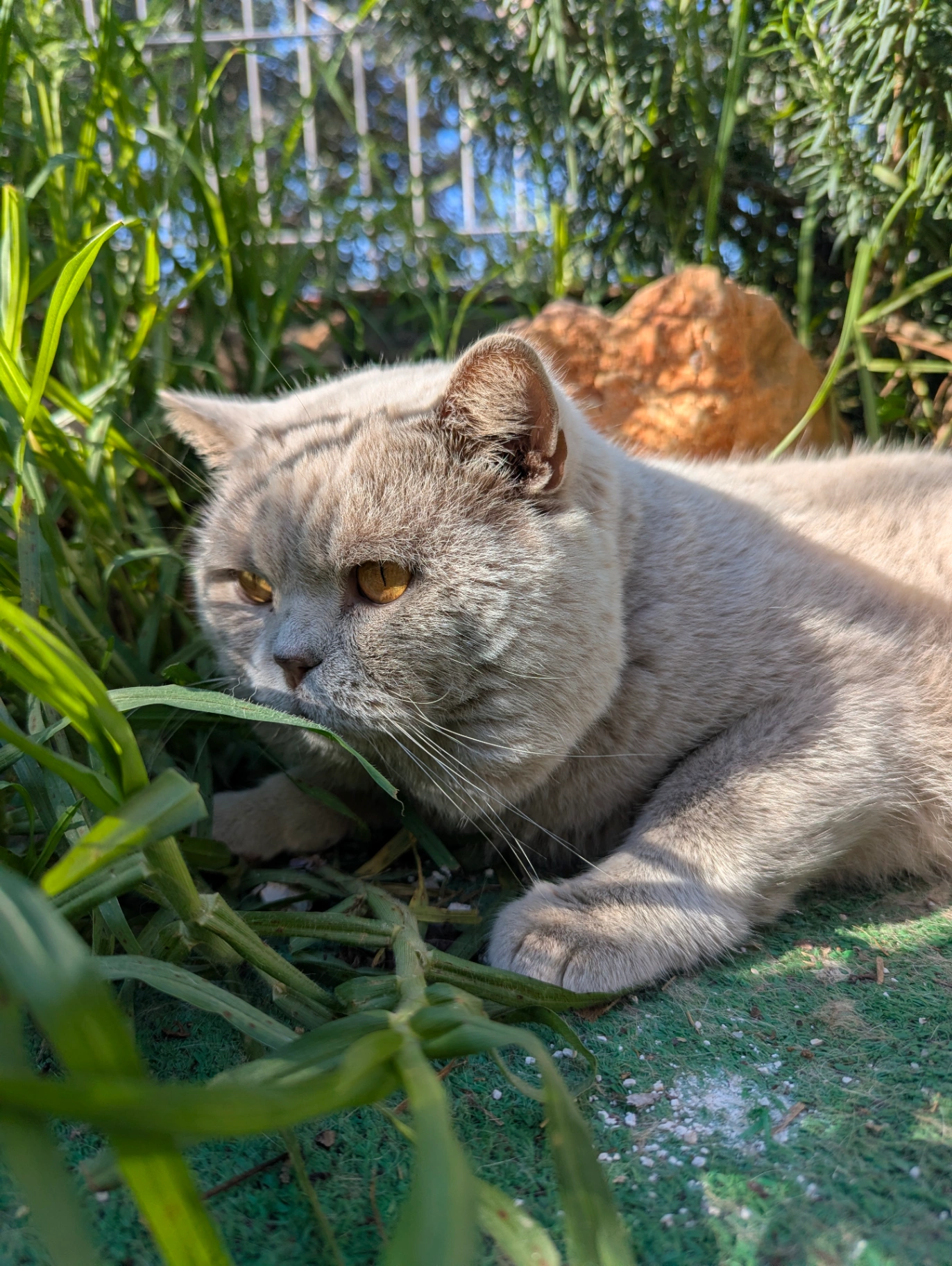 Under-Tutor Style of Provence thumbnail 2