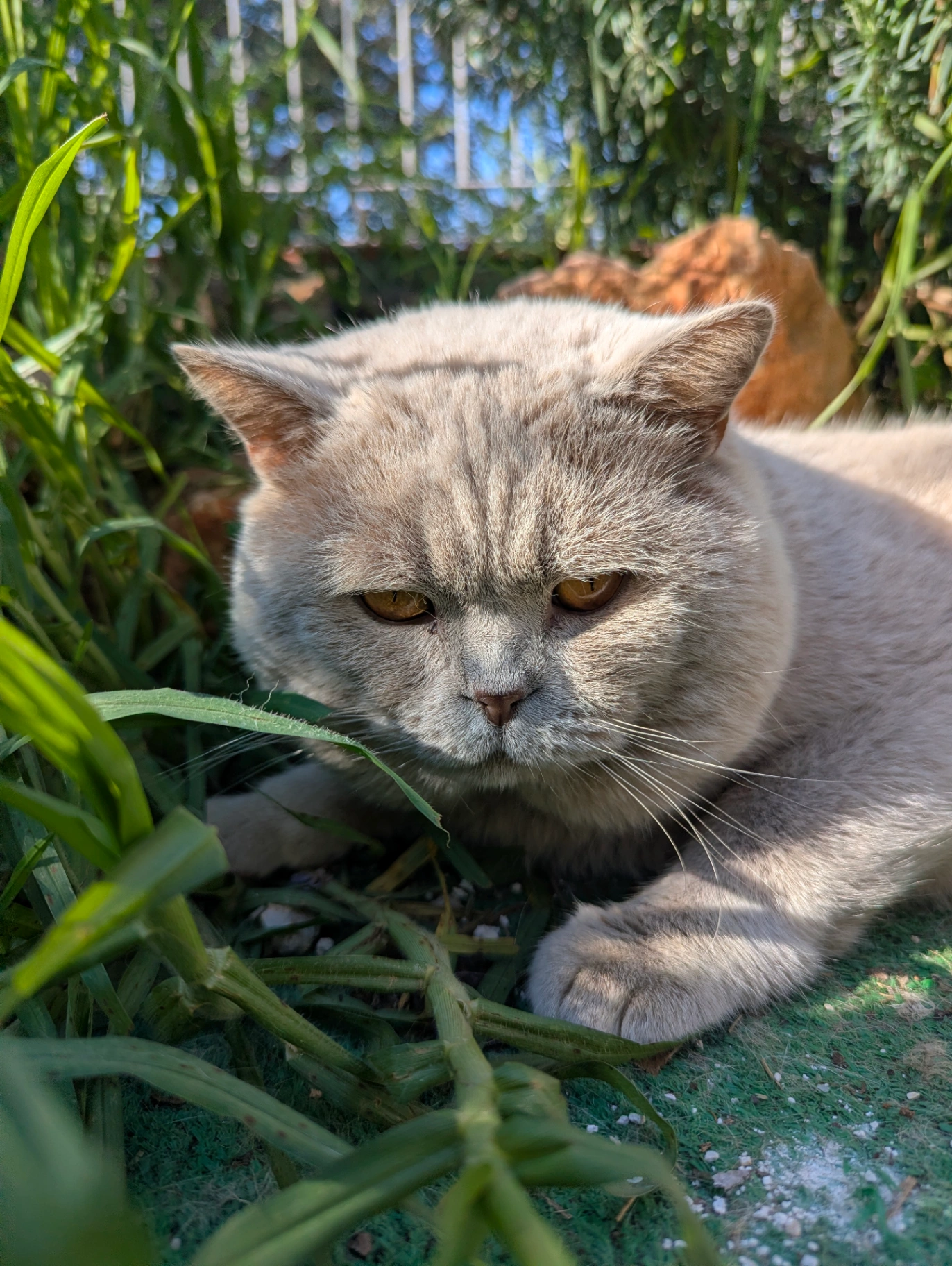 Under-Tutor Style of Provence thumbnail 3