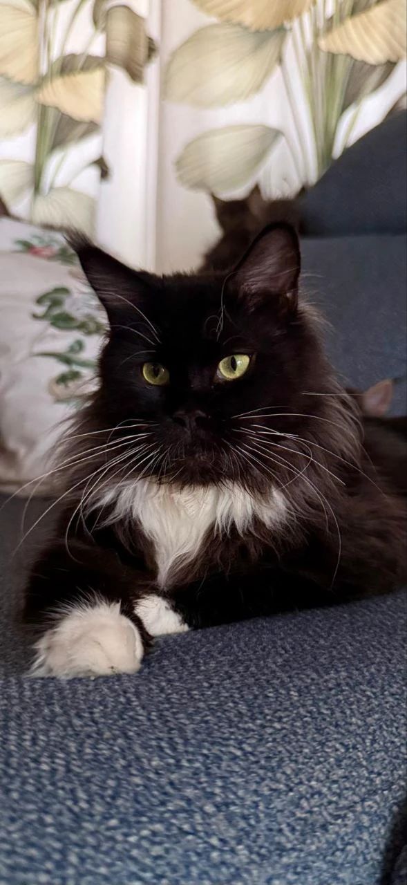 Lada Bonton Pride thumbnail 5