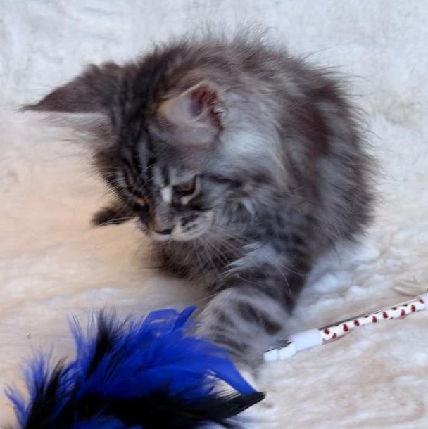 Мейн-Кун thumbnail 2