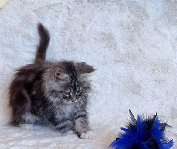 Мейн-Кун thumbnail 3