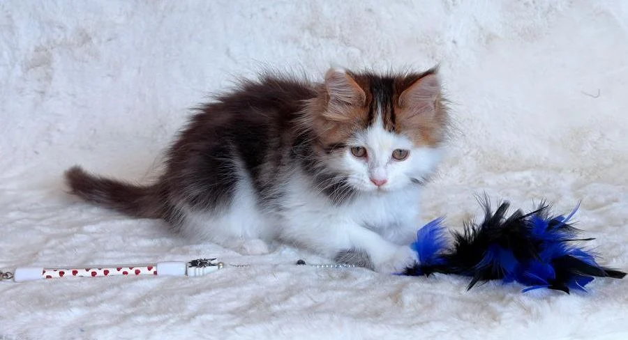 Maine Coon thumbnail 2