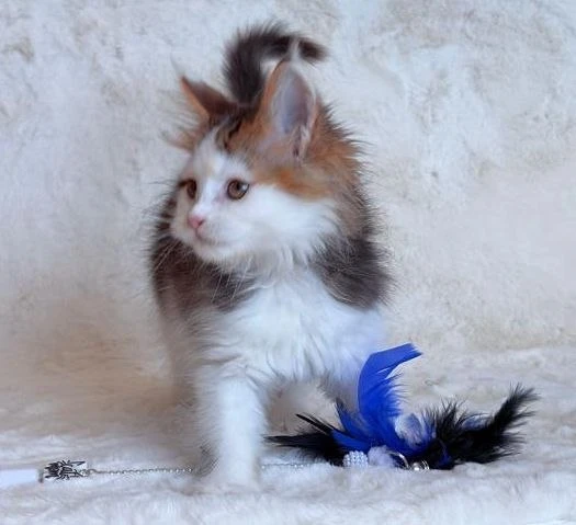 Maine Coon thumbnail 3