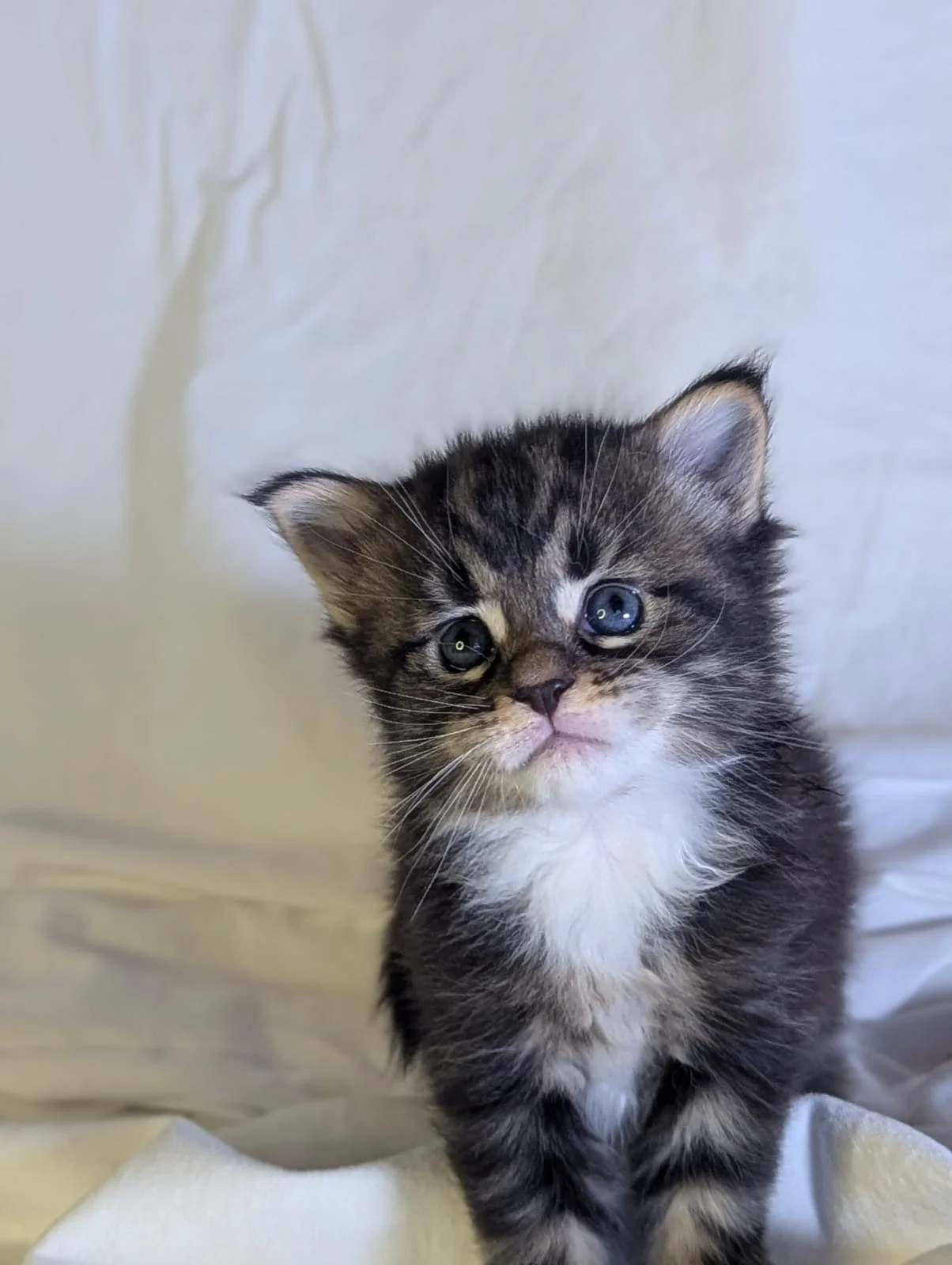 Maine Coon thumbnail 2