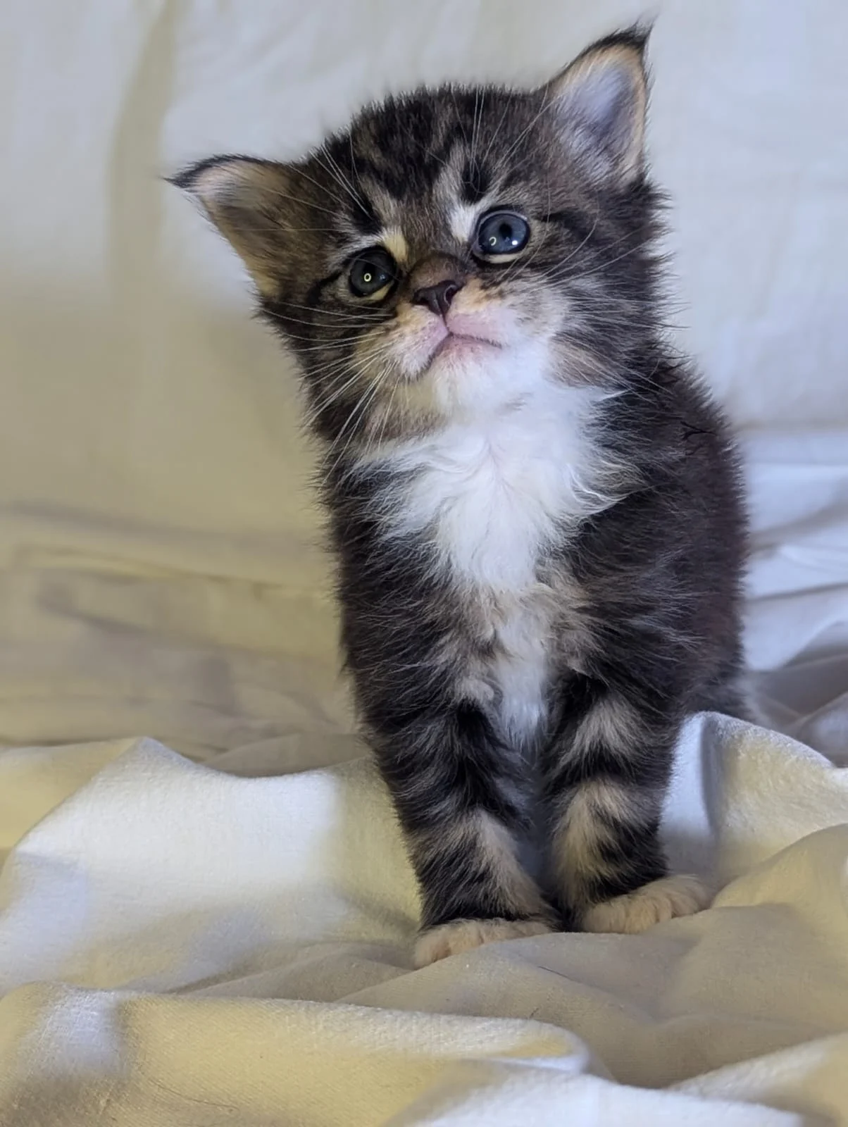 Maine Coon thumbnail 3