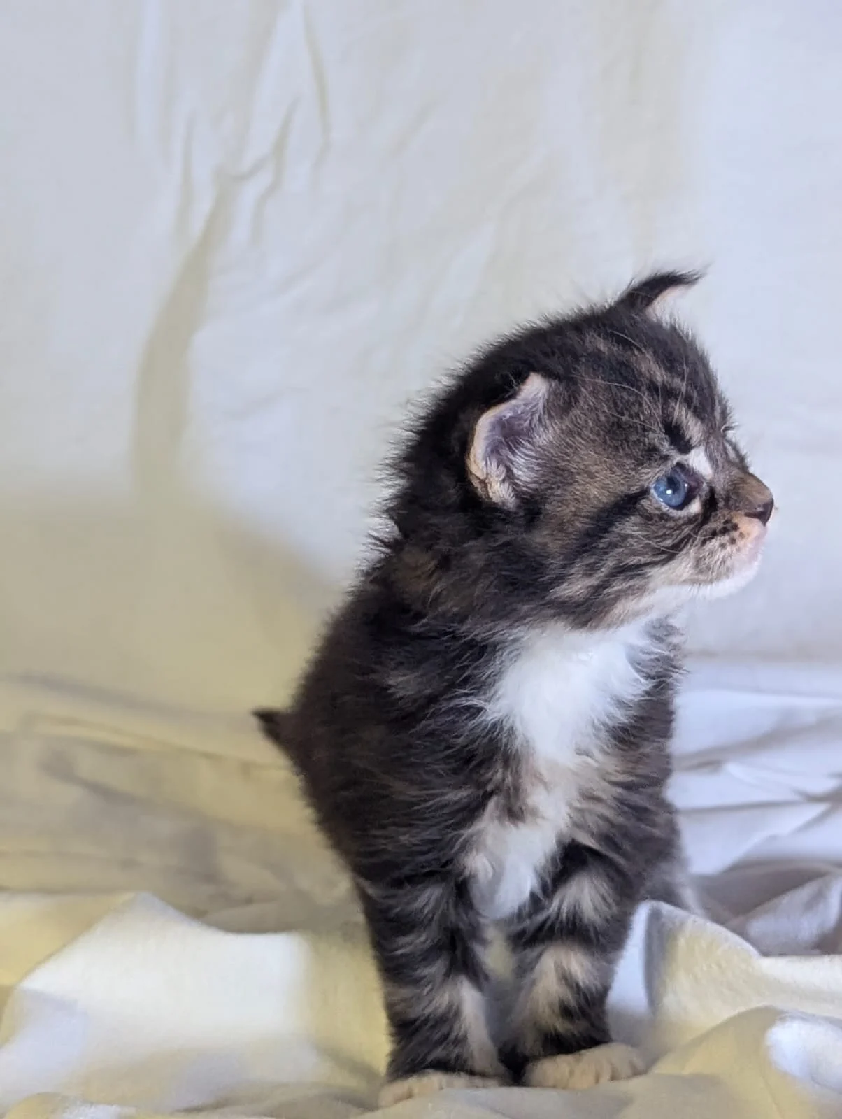 Maine Coon thumbnail 4