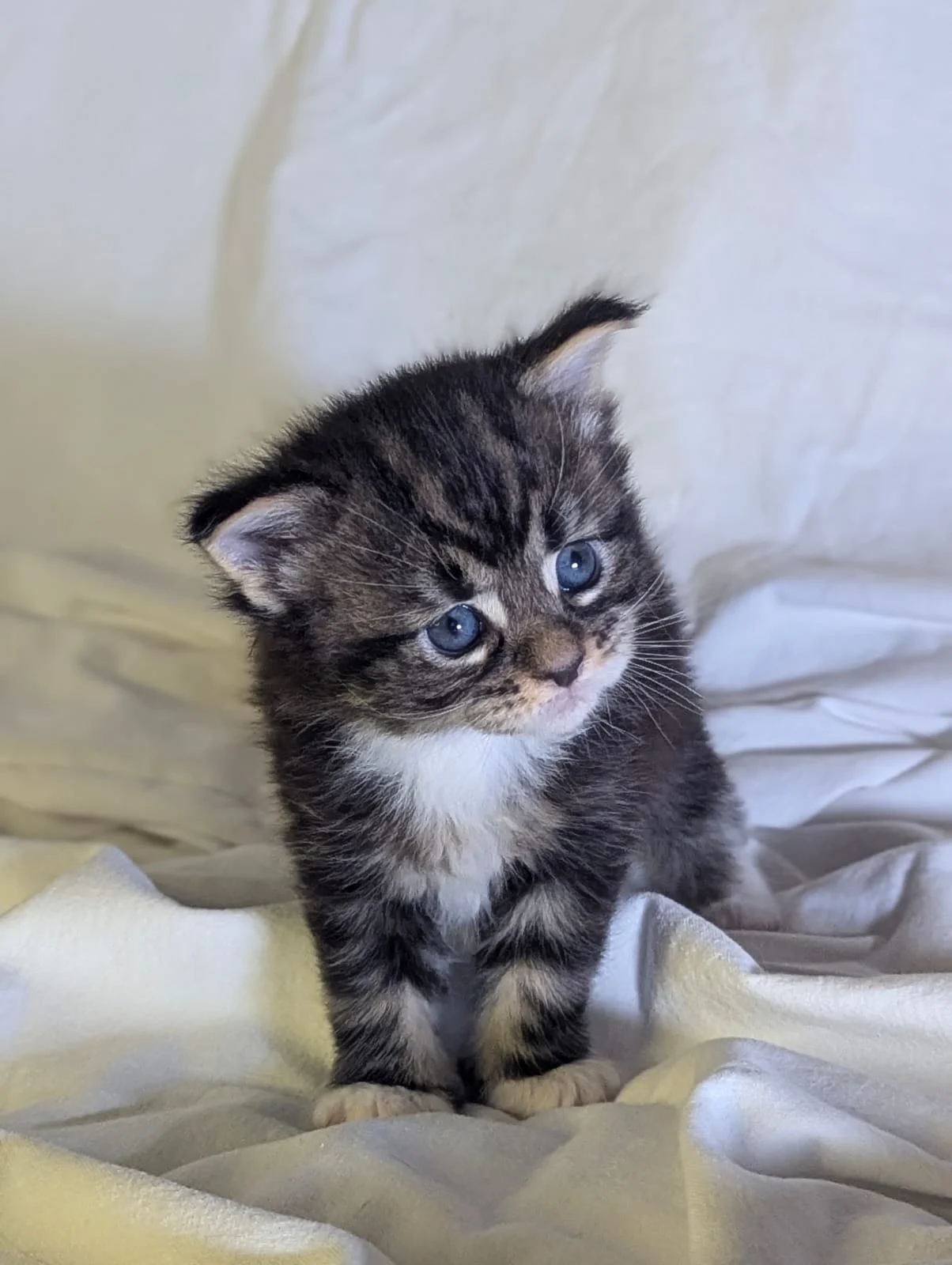 Maine Coon thumbnail 5