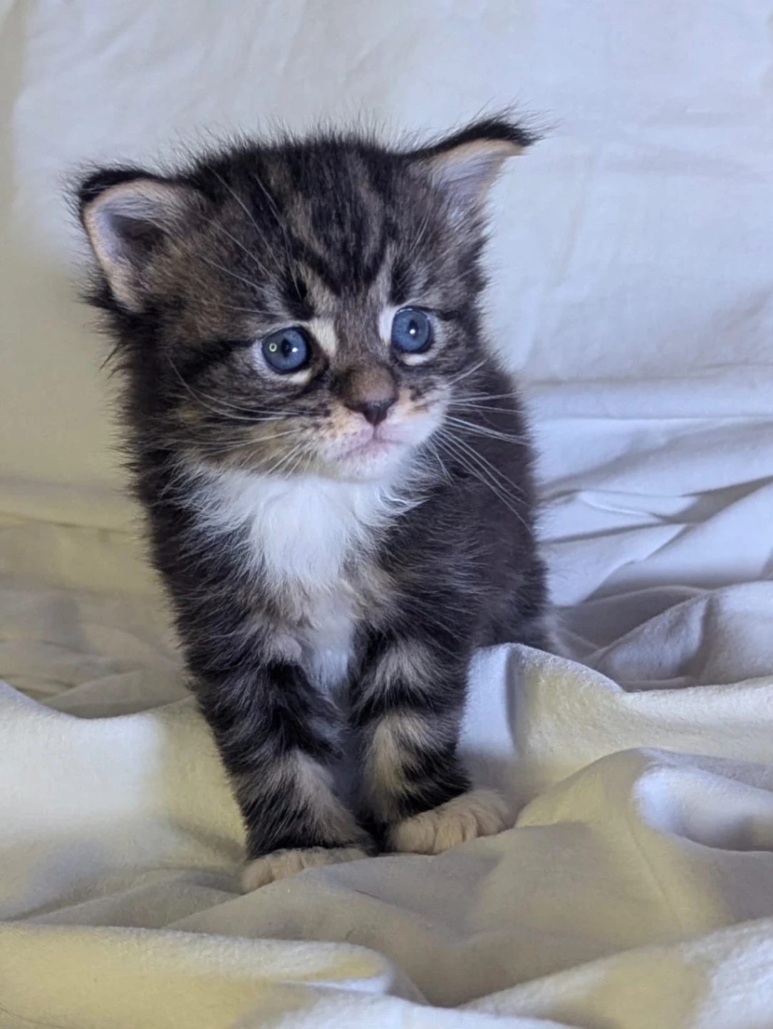 Maine Coon thumbnail 6