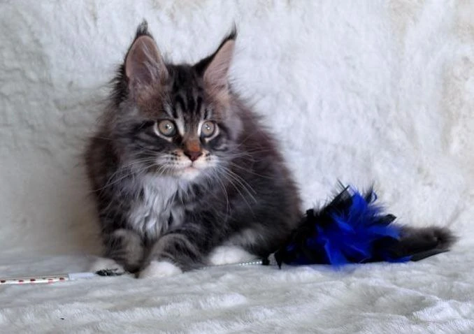 Maine Coon thumbnail 2