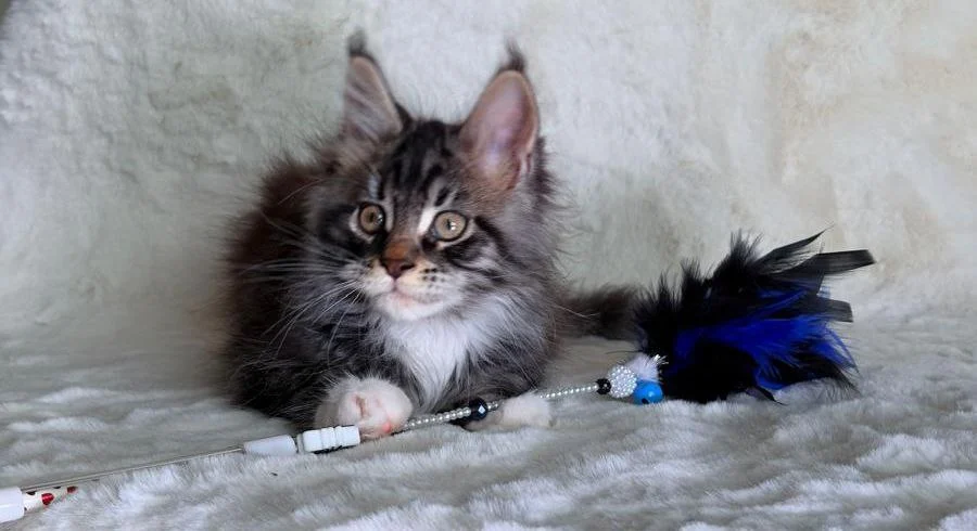 Maine Coon thumbnail 3