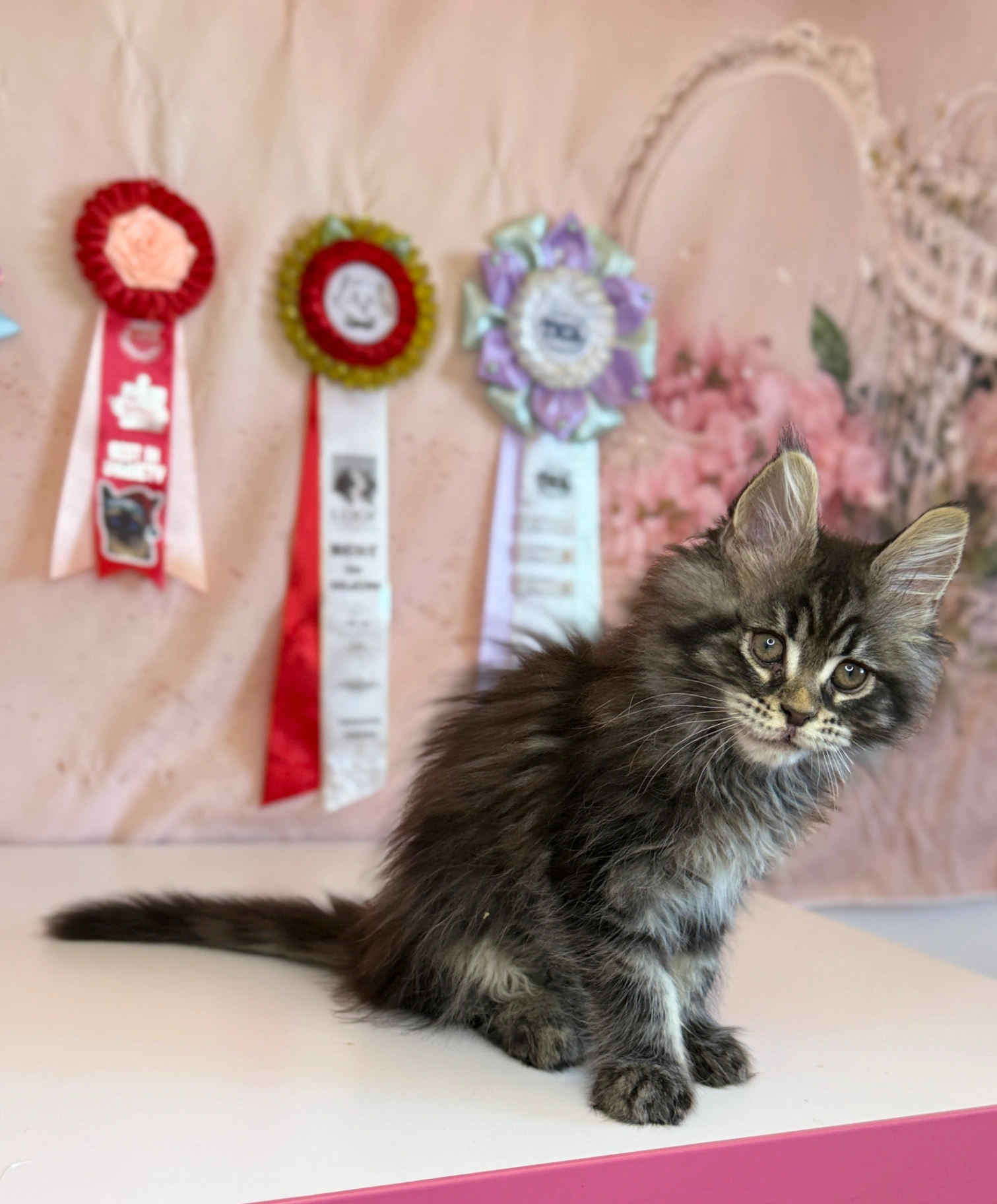 Maine Coon thumbnail 2