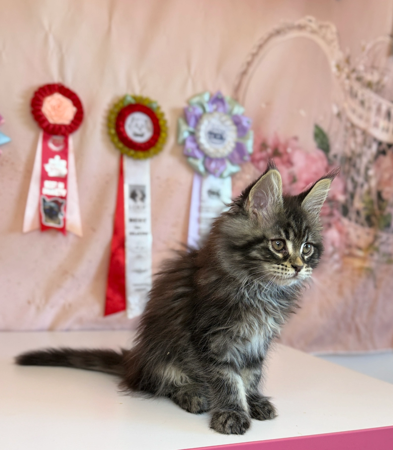 Maine Coon thumbnail 3