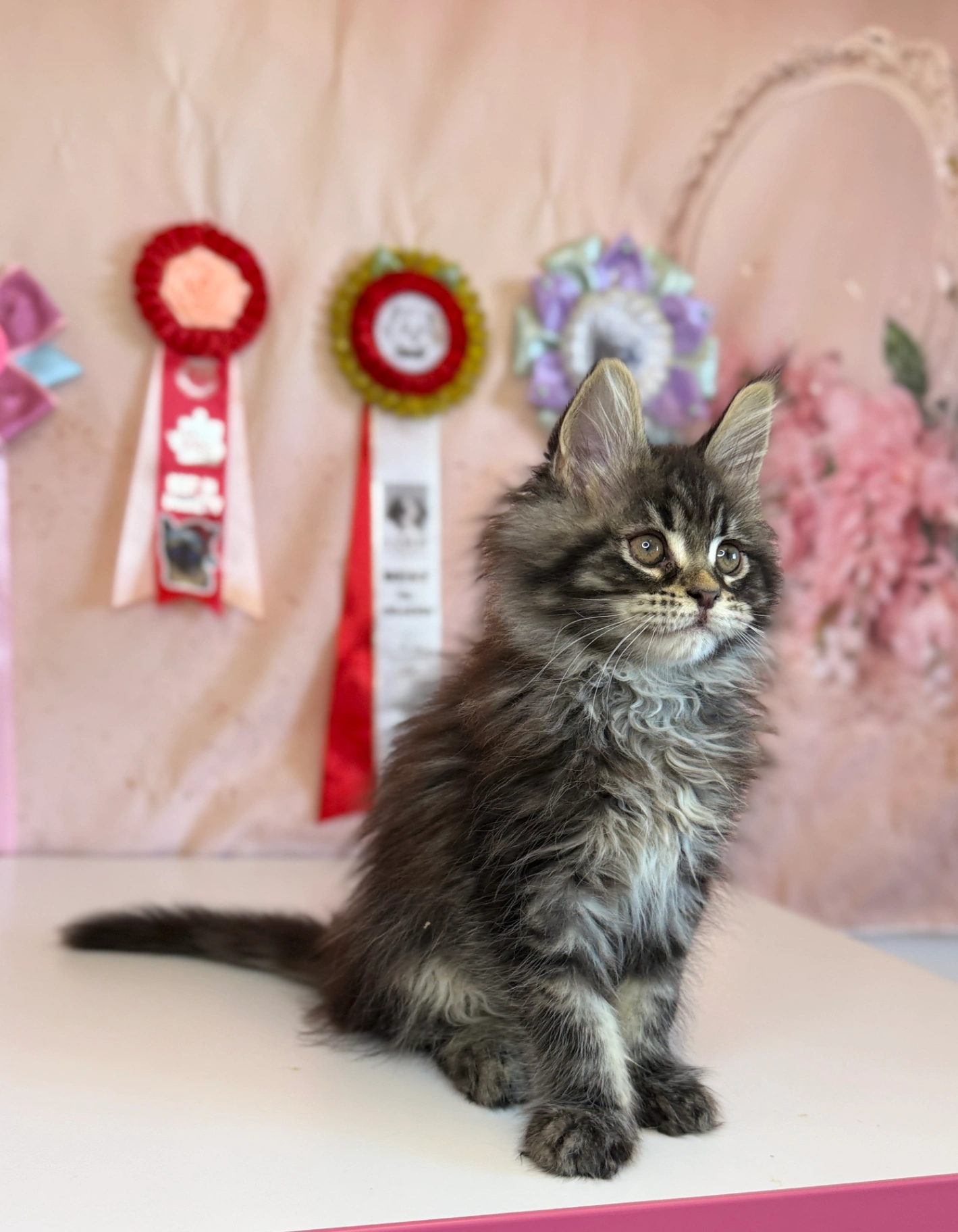 Maine Coon thumbnail 4