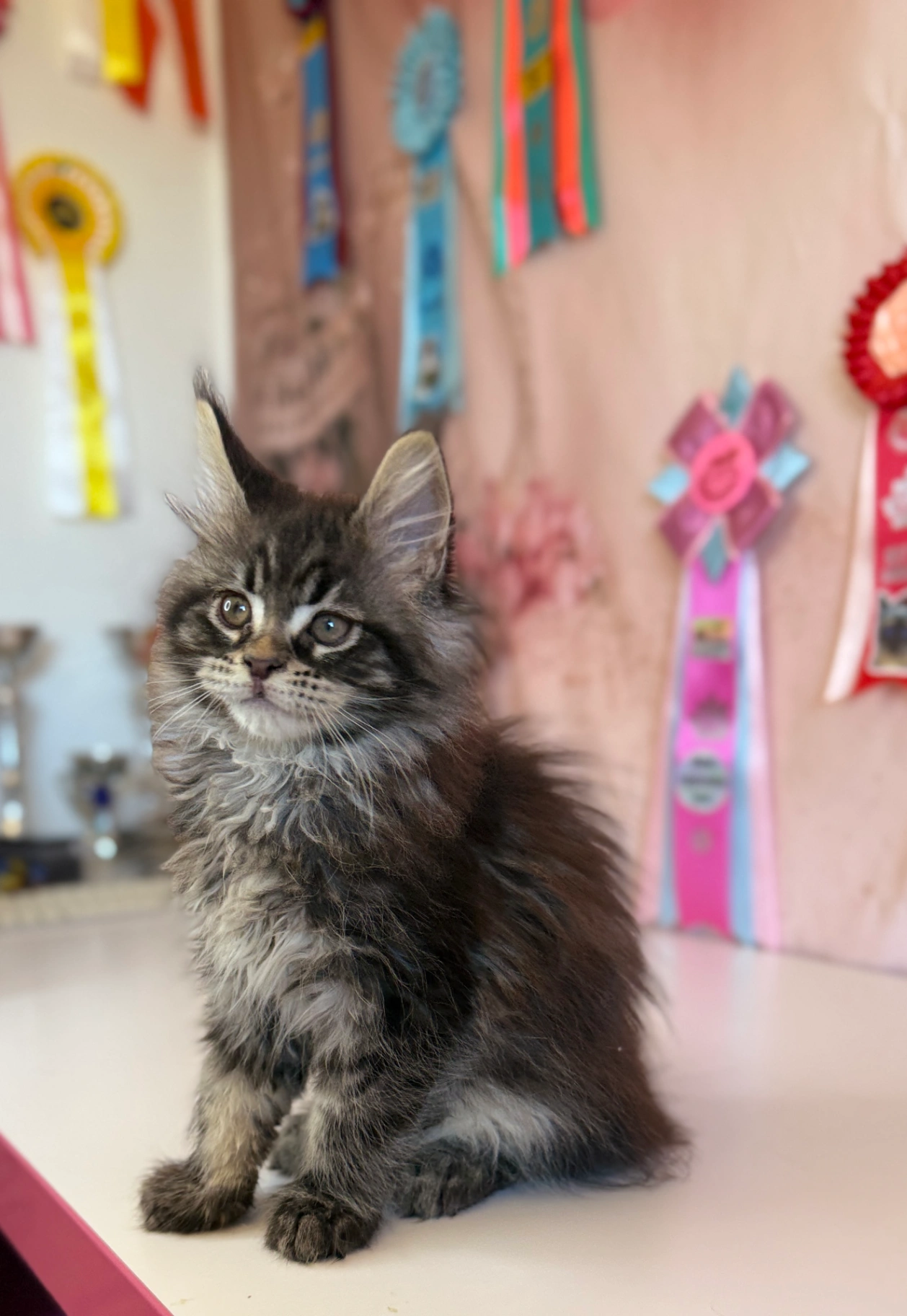 Maine Coon thumbnail 5