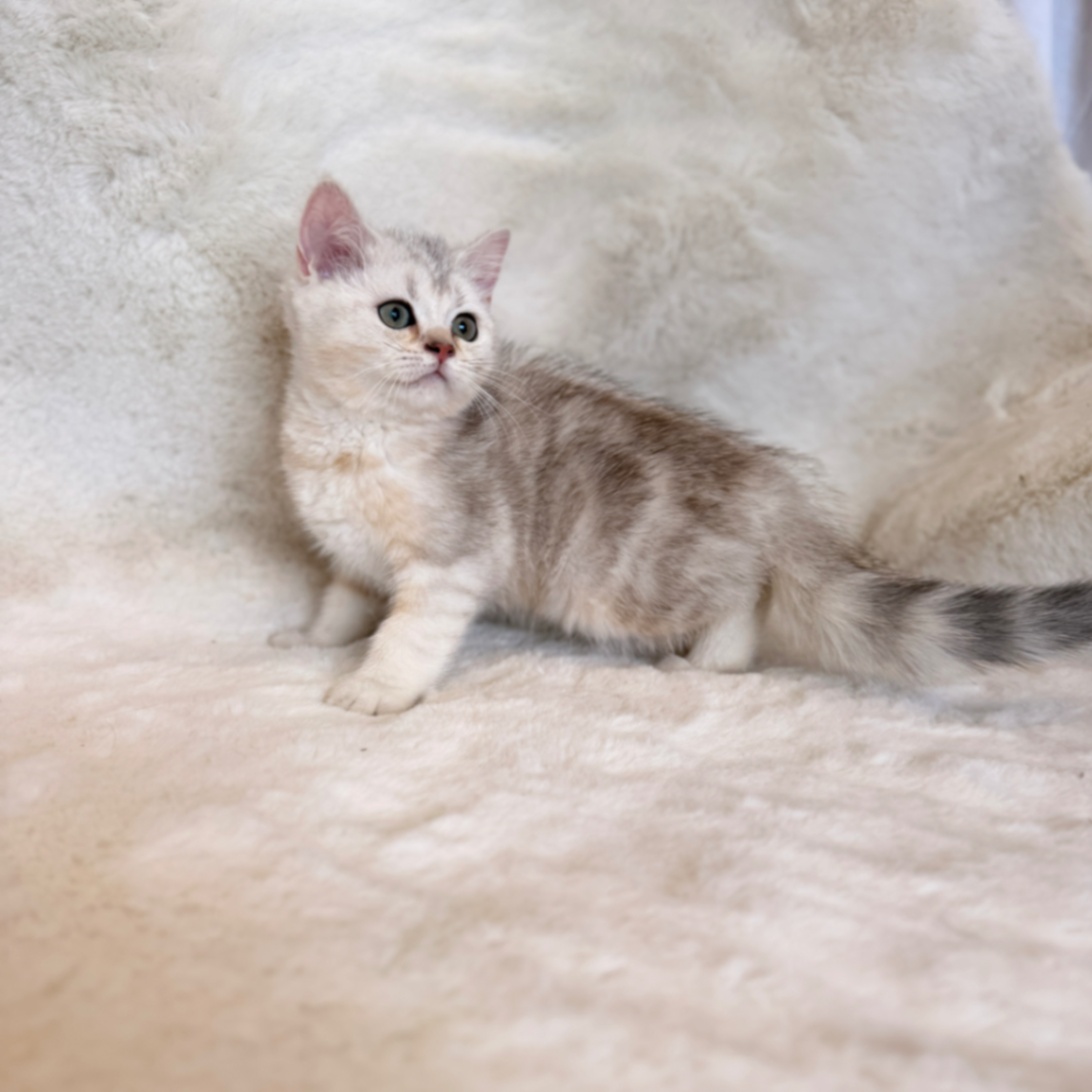 British Shorthair/Longhair ns21