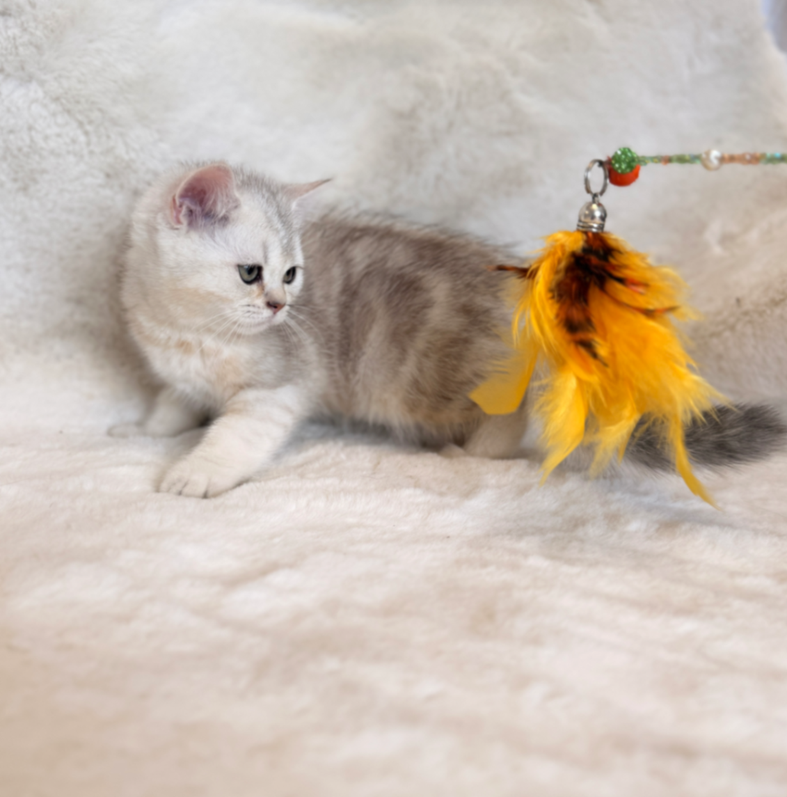 British Shorthair/Longhair thumbnail 2