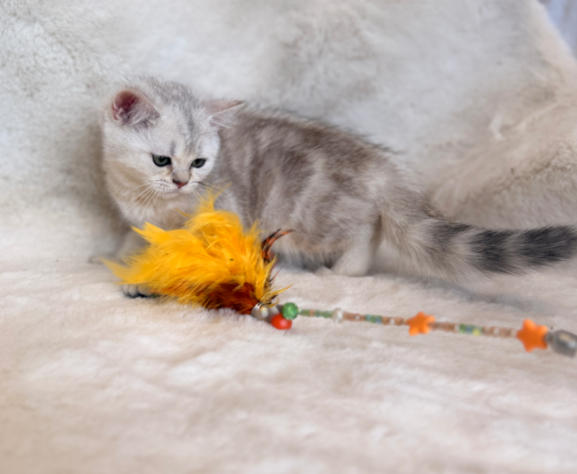 British Shorthair/Longhair thumbnail 3