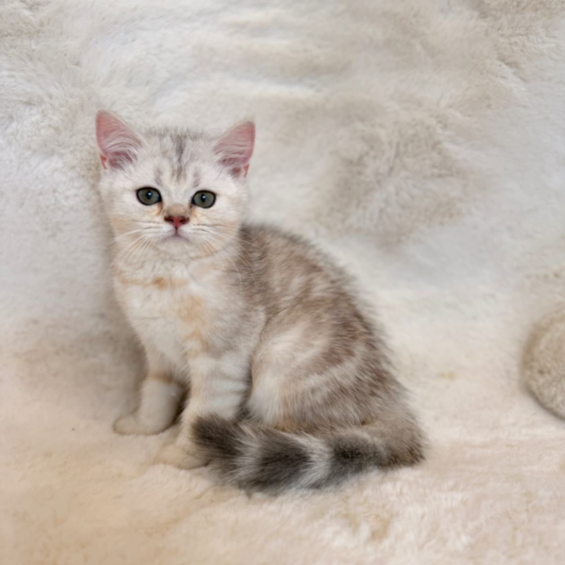 British Shorthair/Longhair thumbnail 4