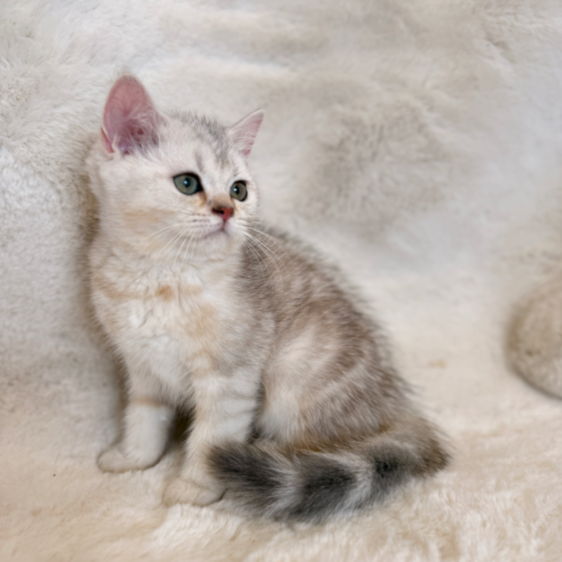 British Shorthair/Longhair thumbnail 5