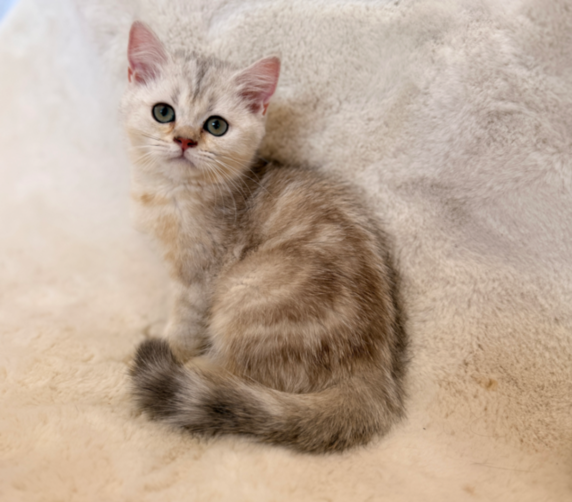 British Shorthair/Longhair thumbnail 6