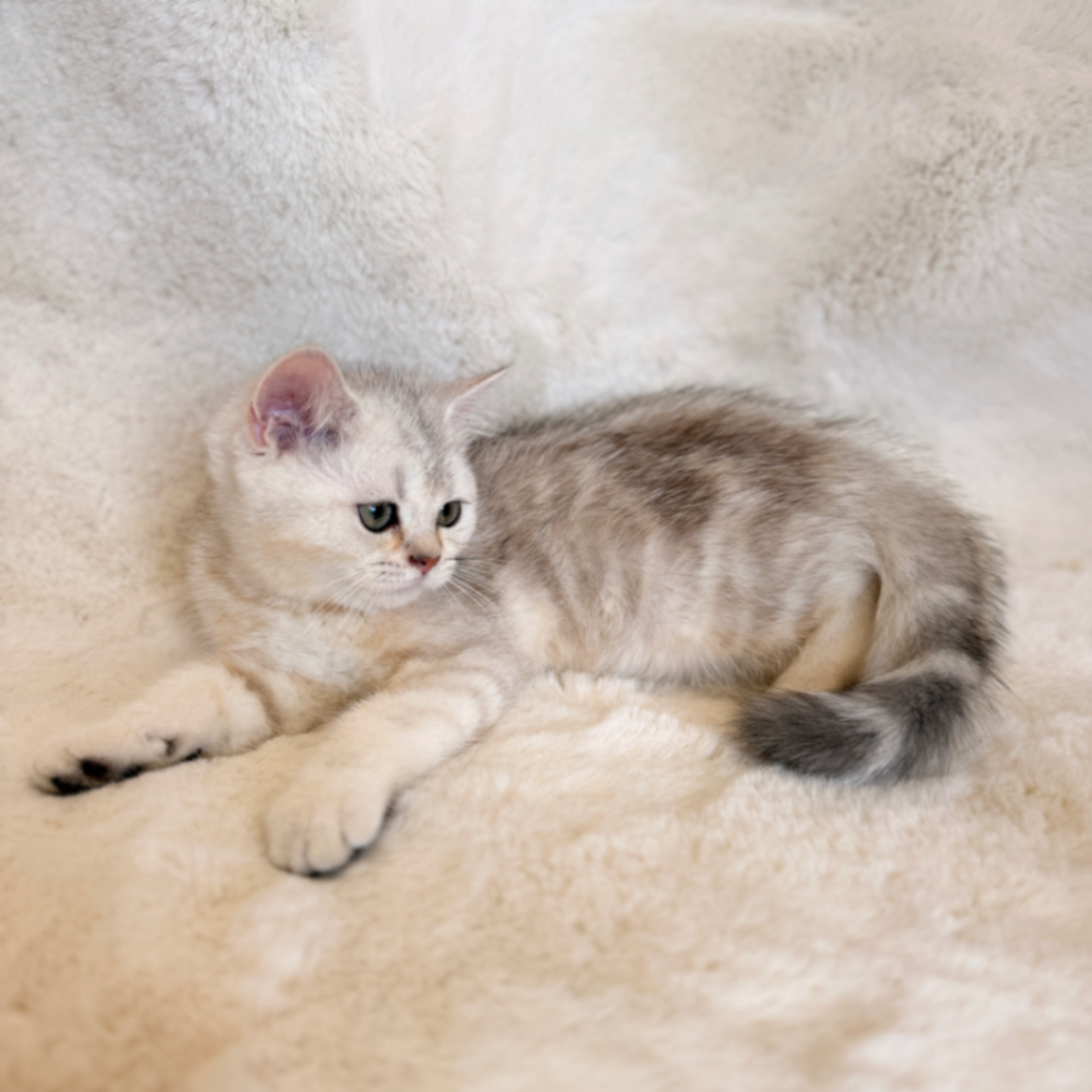 British Shorthair/Longhair thumbnail 7