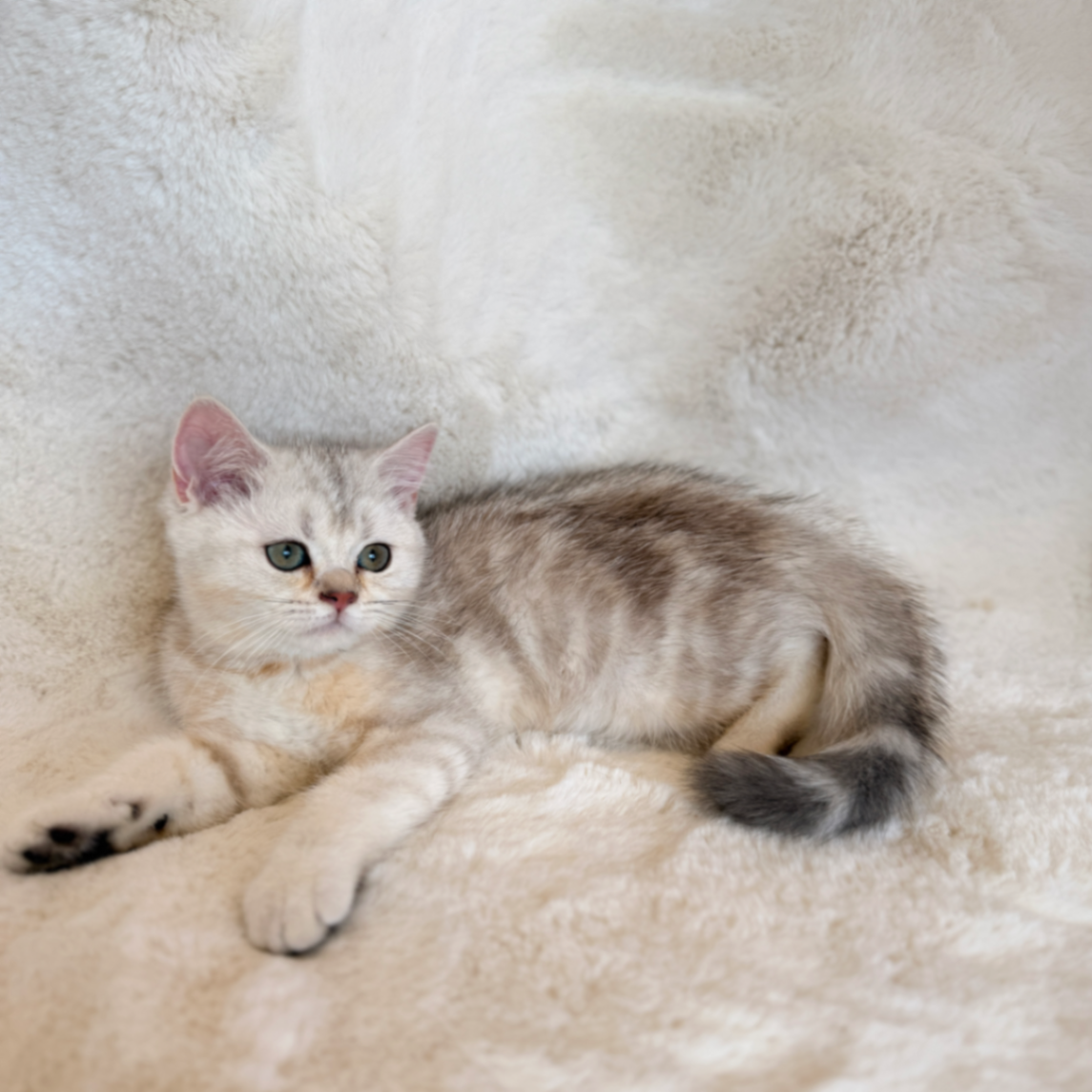 British Shorthair/Longhair thumbnail 8