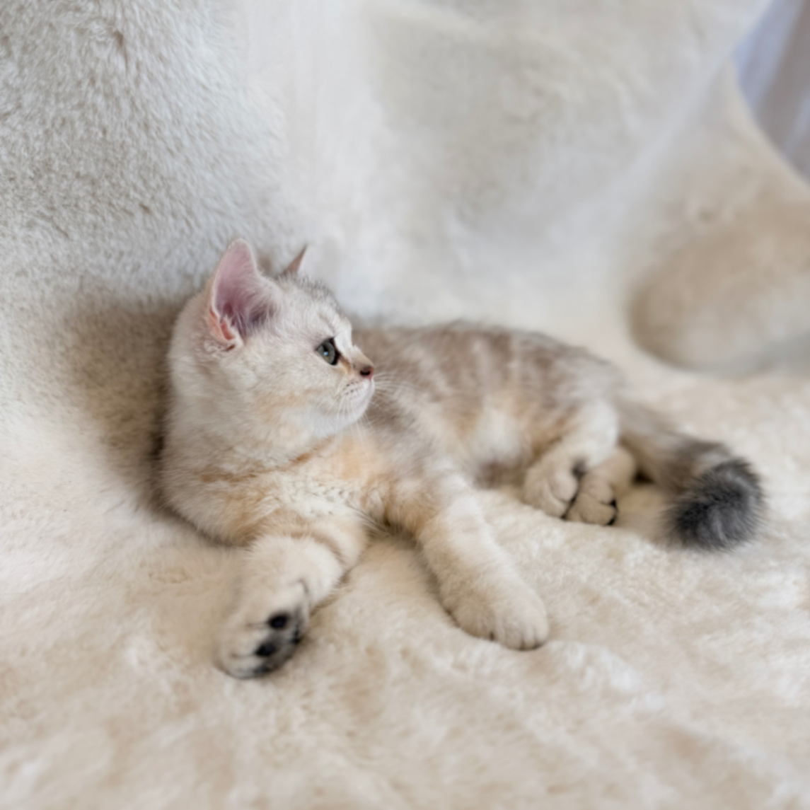 British Shorthair/Longhair thumbnail 9