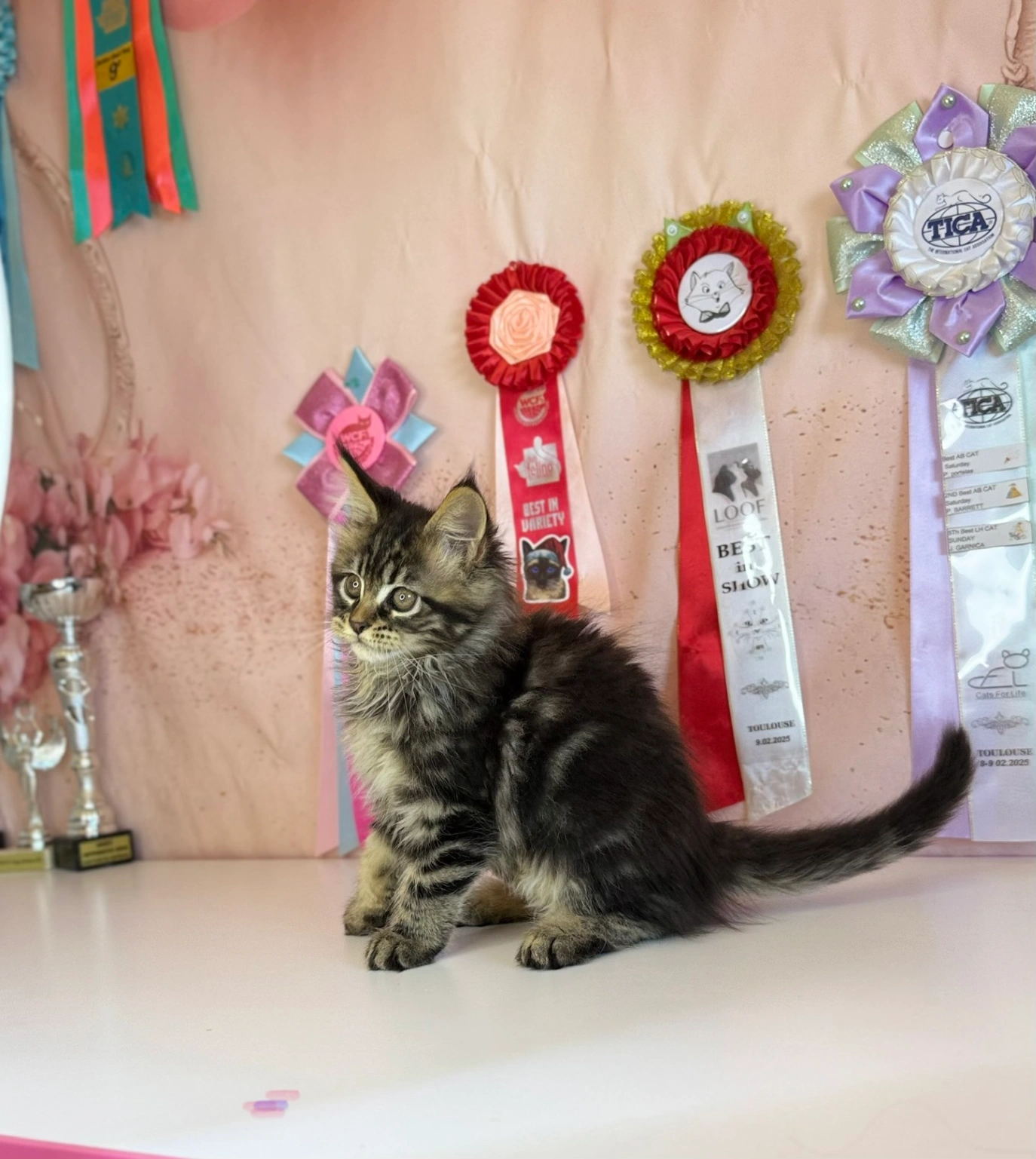 Maine Coon thumbnail 2