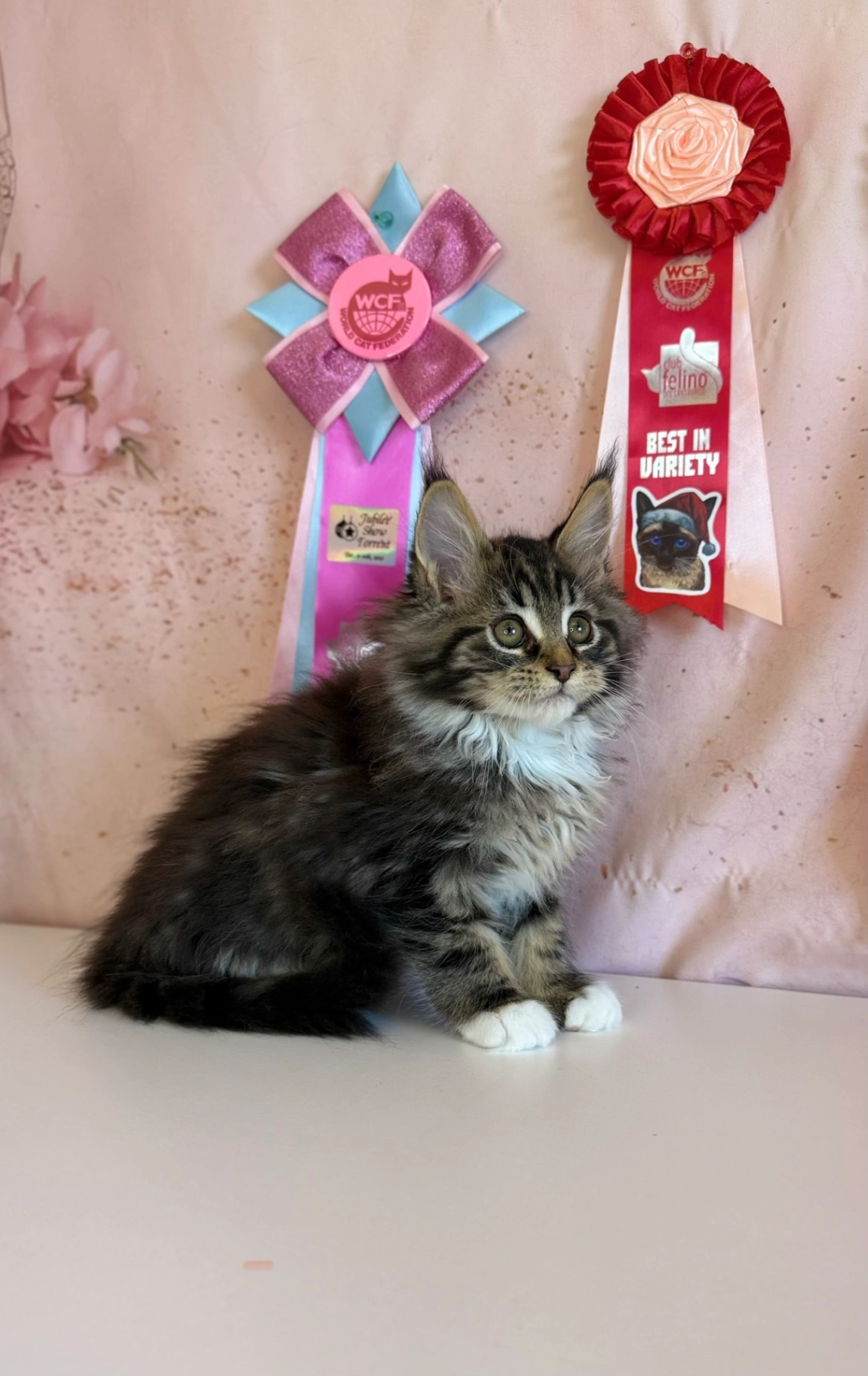 Maine Coon thumbnail 2