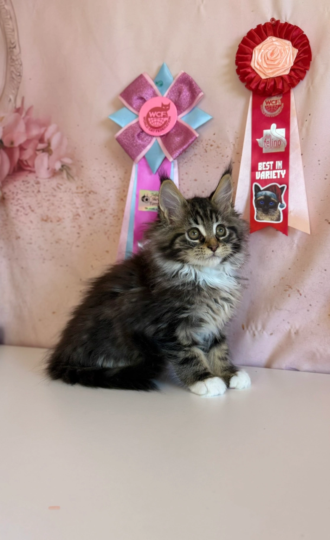 Maine Coon thumbnail 3