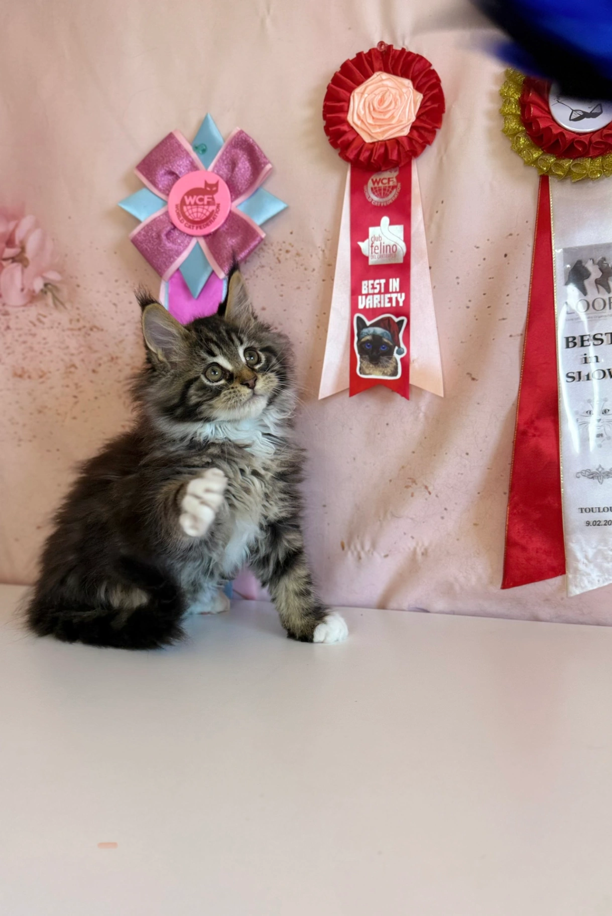 Maine Coon thumbnail 4