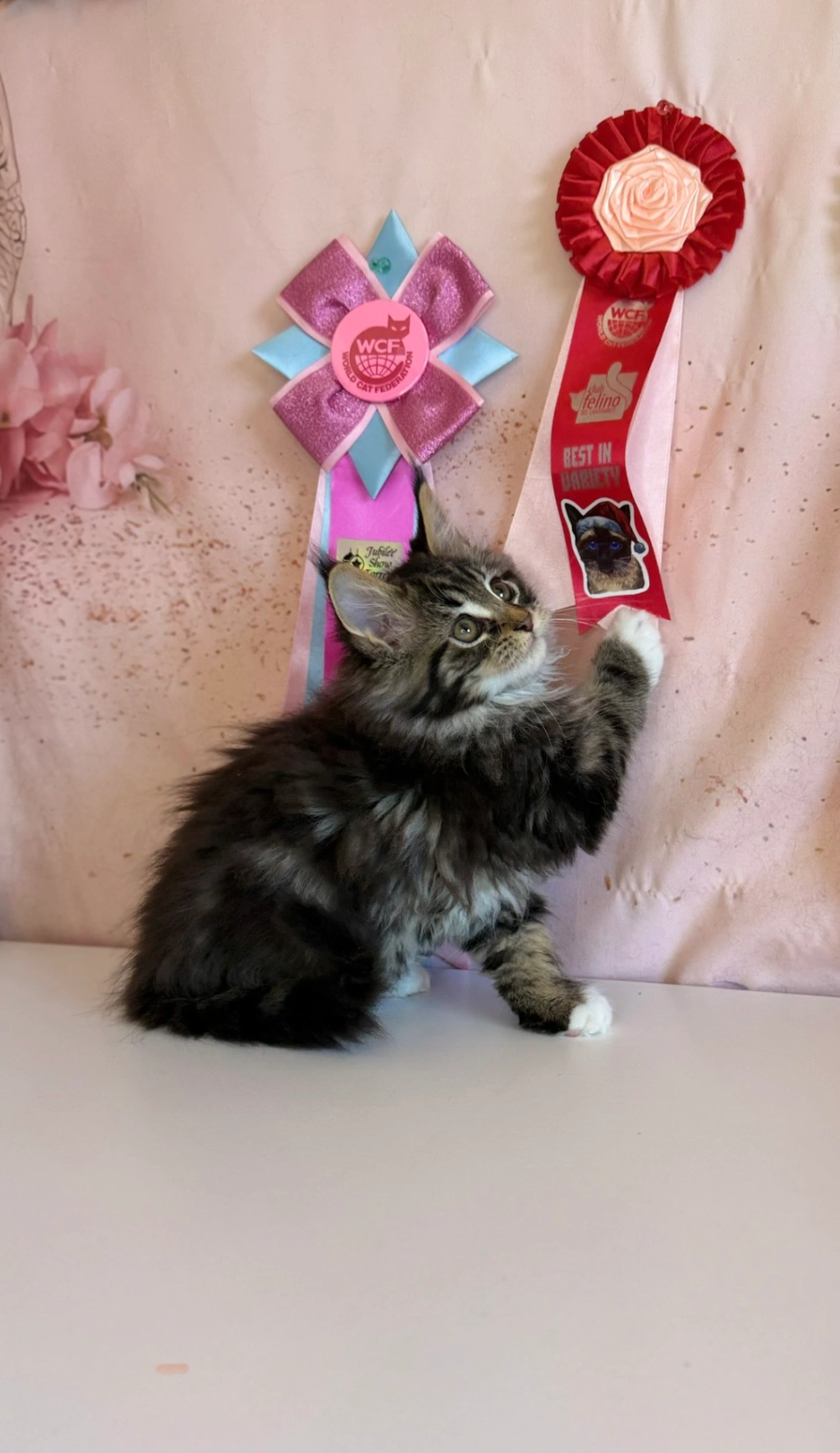 Maine Coon thumbnail 5