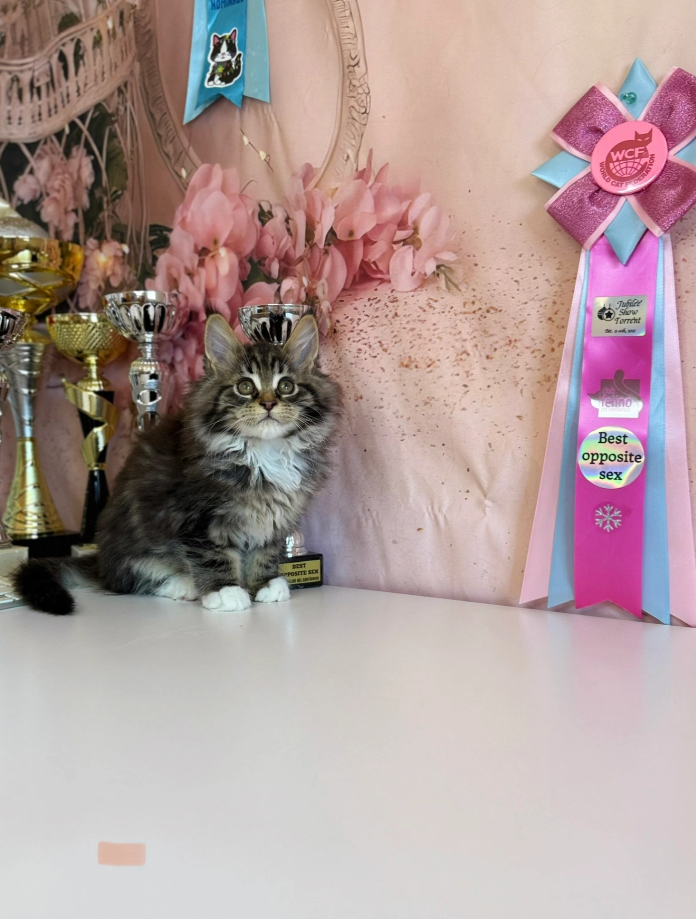 Maine Coon thumbnail 6