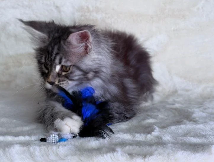 Maine Coon thumbnail 2