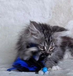 Maine Coon thumbnail 3