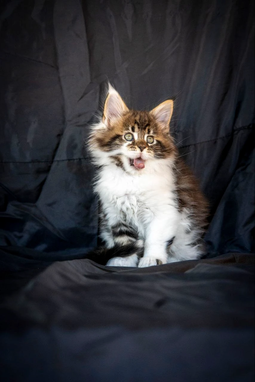 Мейн-Кун thumbnail 2