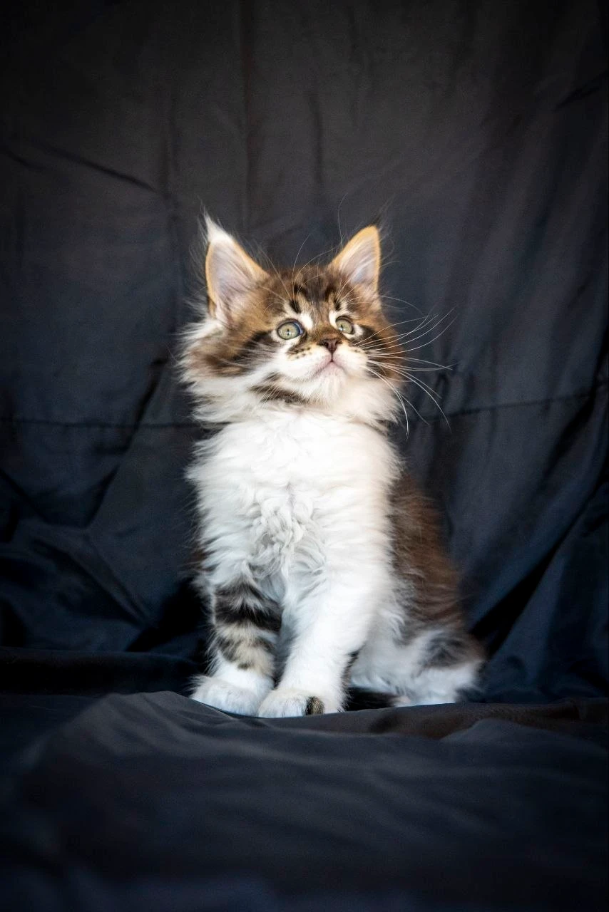 Мейн-Кун thumbnail 3