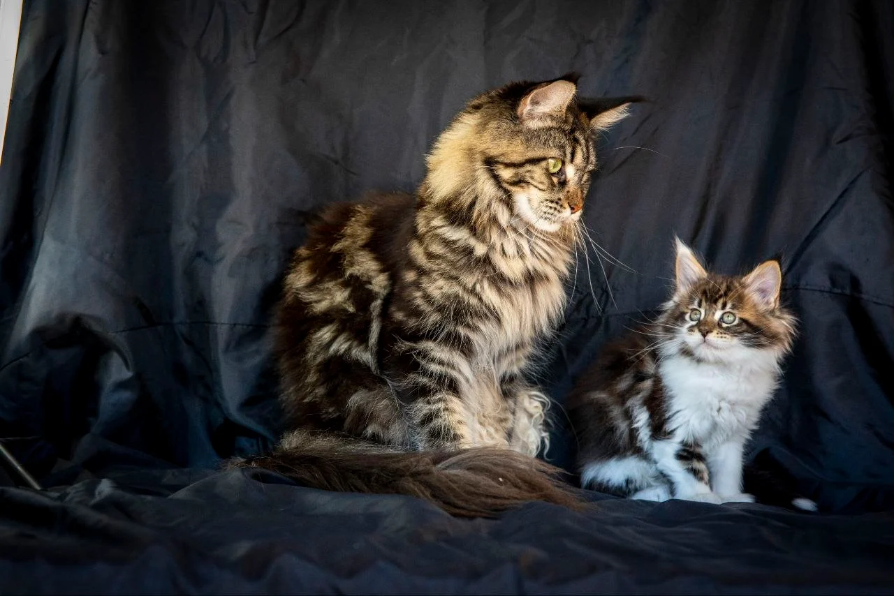 Мейн-Кун thumbnail 4