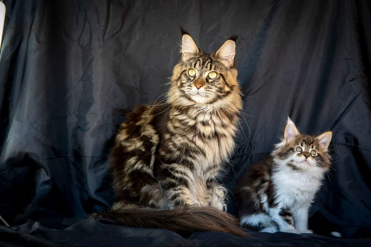 Мейн-Кун thumbnail 5