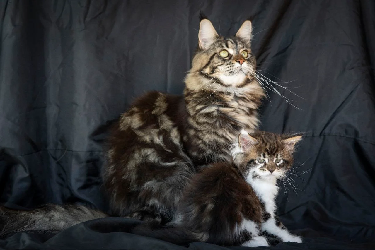 Мейн-Кун thumbnail 6