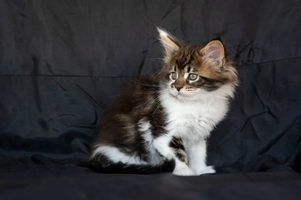 Мейн-Кун thumbnail 7