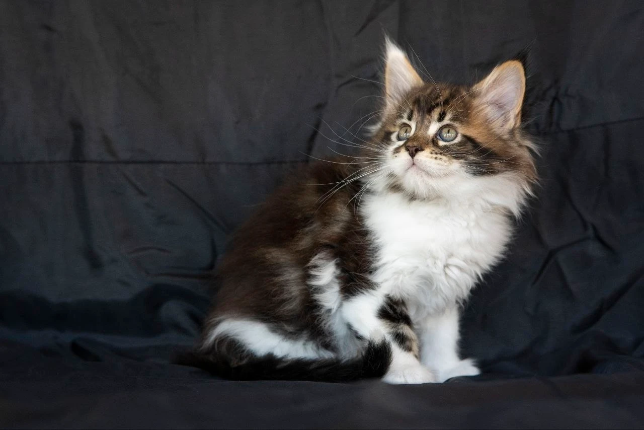 Мейн-Кун thumbnail 8