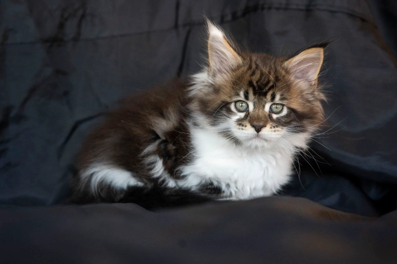 Мейн-Кун thumbnail 9