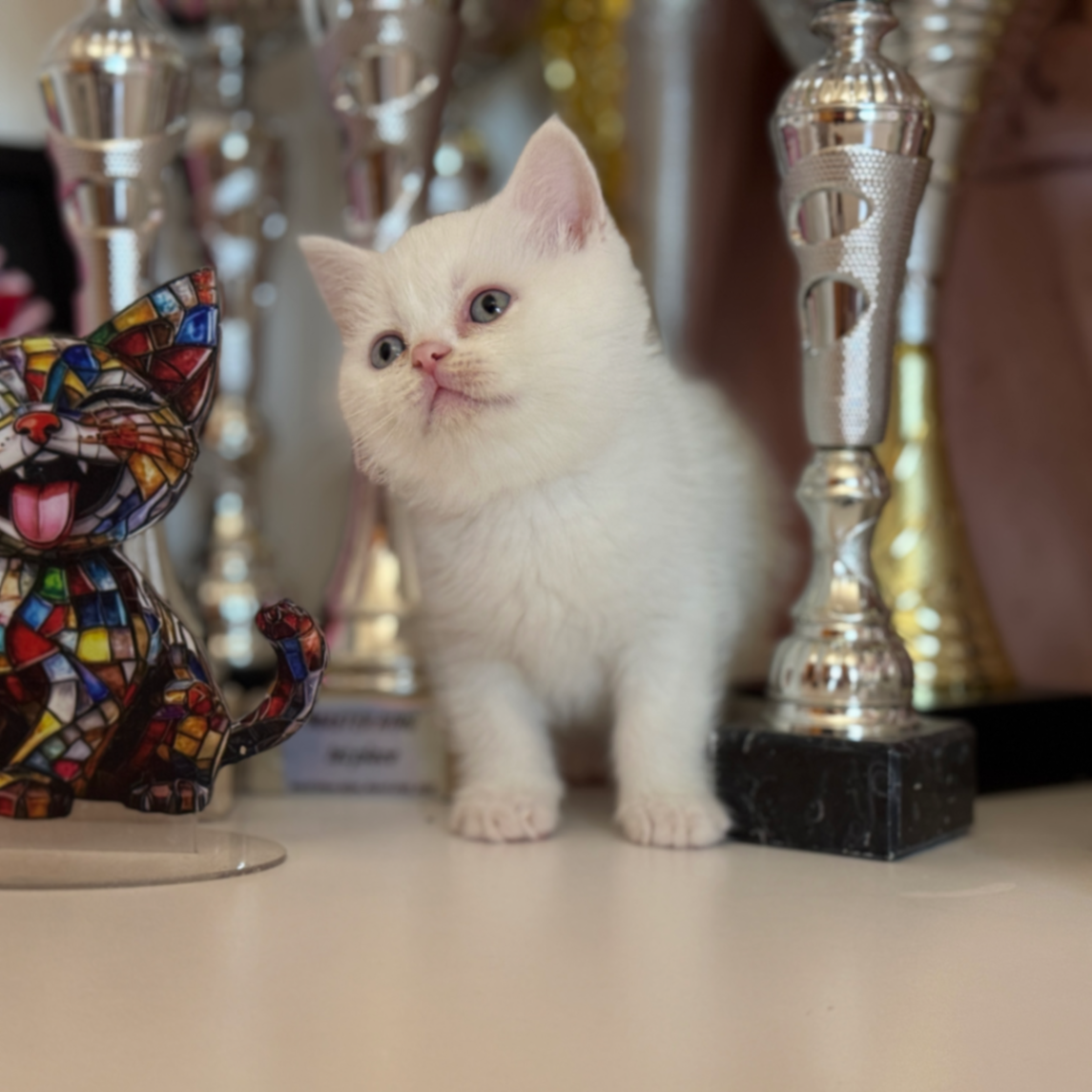British Shorthair/Longhair - 1