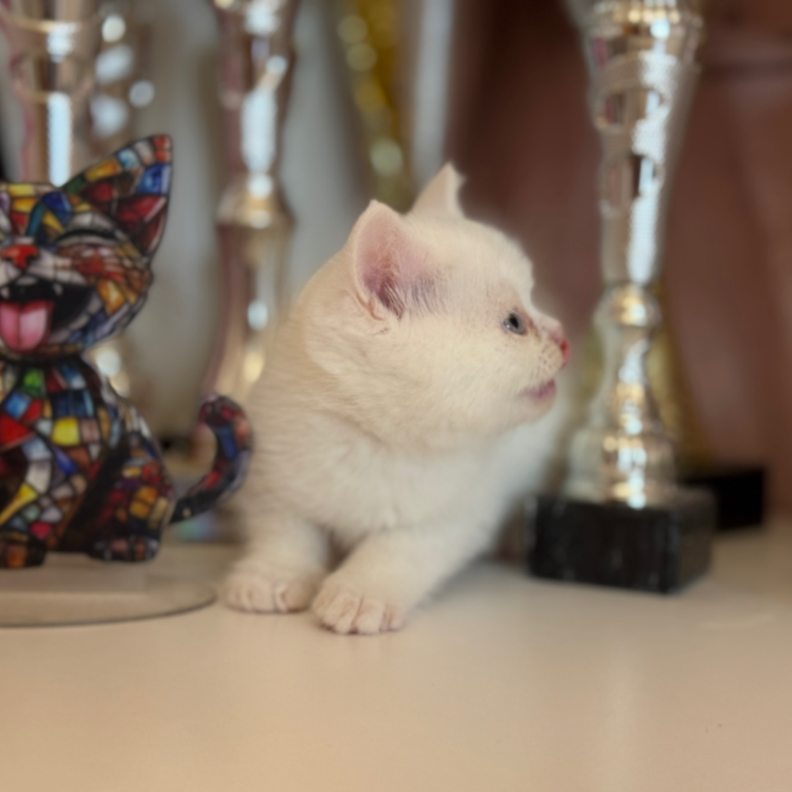 British Shorthair/Longhair thumbnail 2