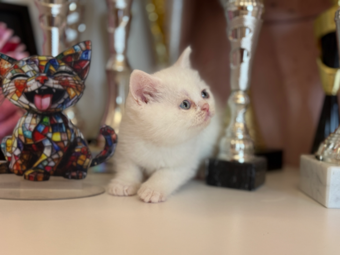 British Shorthair/Longhair thumbnail 3