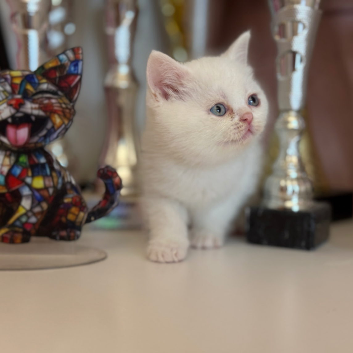 British Shorthair/Longhair thumbnail 4