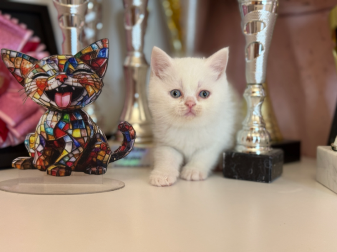 British Shorthair/Longhair thumbnail 5