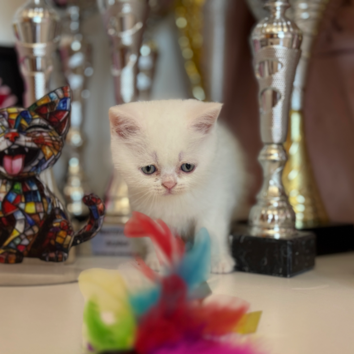 British Shorthair/Longhair thumbnail 6