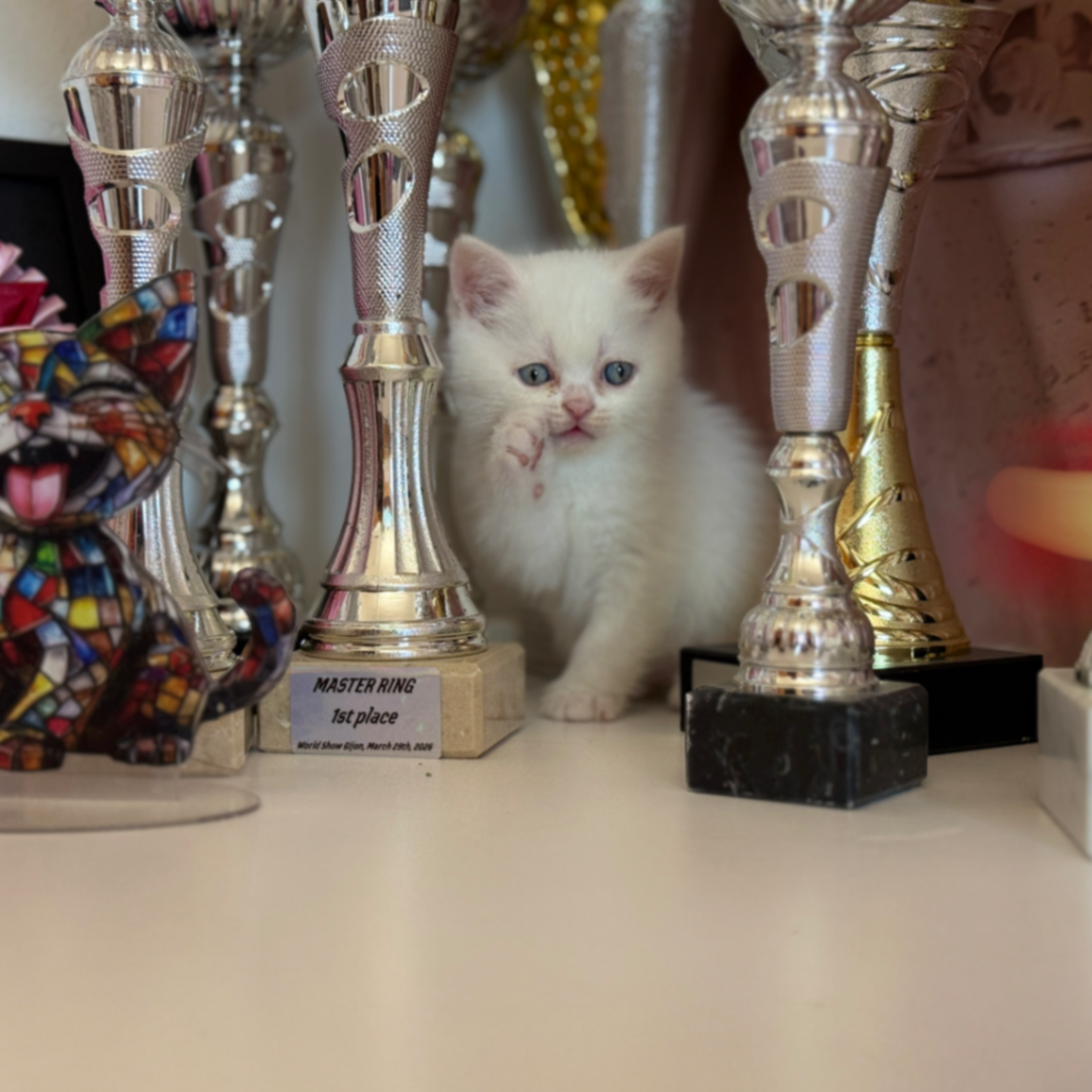 British Shorthair/Longhair thumbnail 7